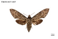 藏品(蘭嶼島的昆蟲相)的圖片